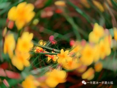 ​迎春花的描写优美句子（春日迎春花开的短句）