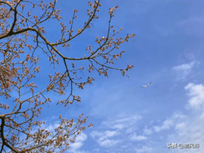 ​夏日句子唯美短句（充满夏日气息的唯美句子）